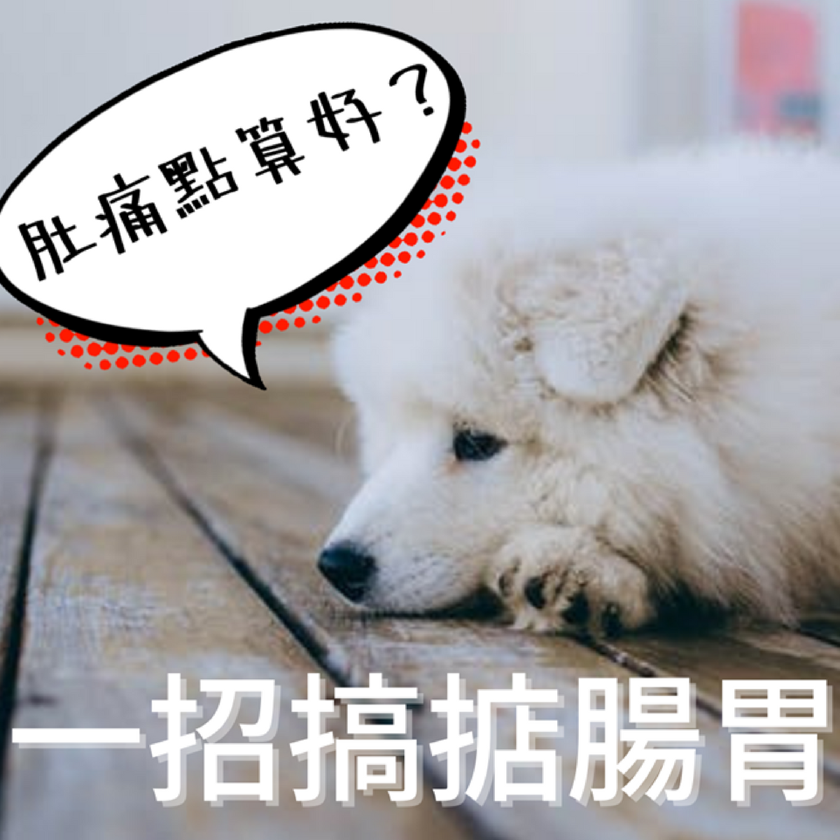 免疫力UP 從「腸」計議