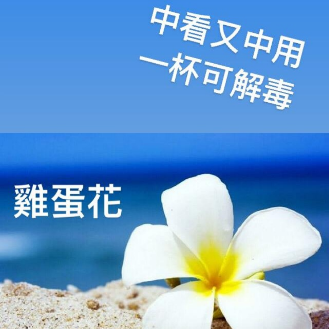 清熱祛濕良藥 - 雞蛋花