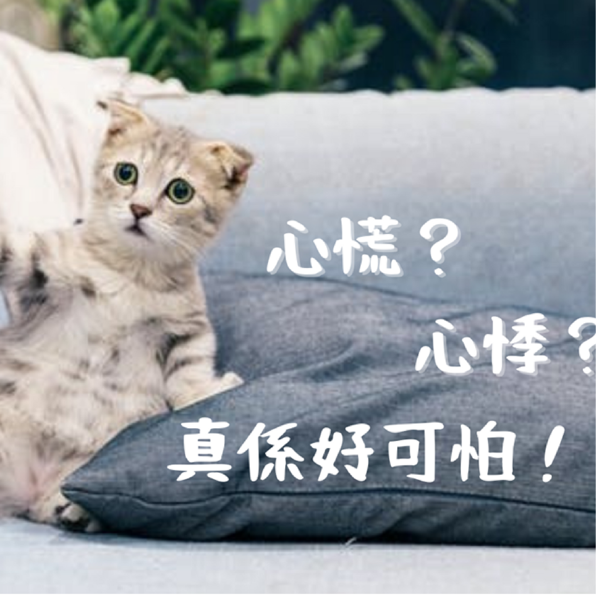 心悸？心慌？ 以下辦法幫到你！