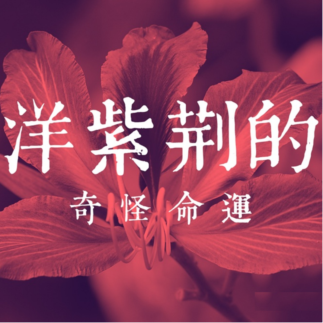 洋紫荊的奇怪命運