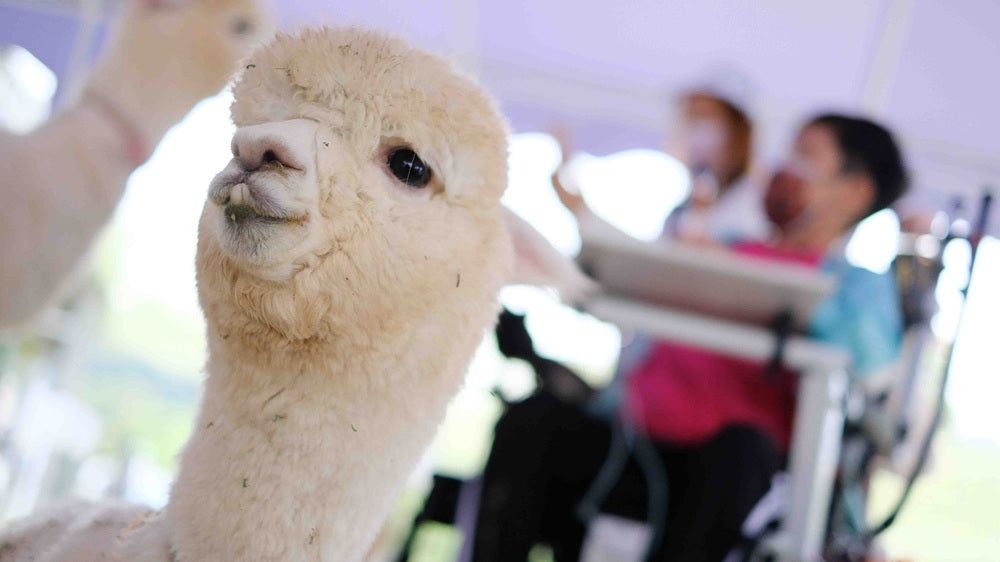[Let’s visit Alpaca] Care & Love – Enjoy the positive energy